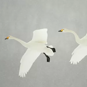 Whooper swans (Cygnus cygnus) two in flight, during snowfall, Lake Kussharo, Japan