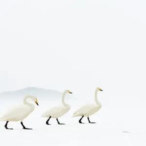 Whooper swans (Cygnus cygnus) group of three, camouflaged on frozen lake, Kussharo, Hokkaido Japan Whooper swans (Cygnus cygnus) group of three, camouflaged on frozen lake, Kussharo, Hokkaido Japan