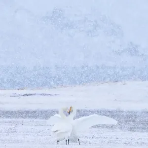 Whooper swans (Cygnus cygnus) pair engaged in courtship as snow falls, Myvatn lake, Iceland, March Whooper swans (Cygnus cygnus) pair engaged in courtship as snow falls, Myvatn lake, Iceland, March