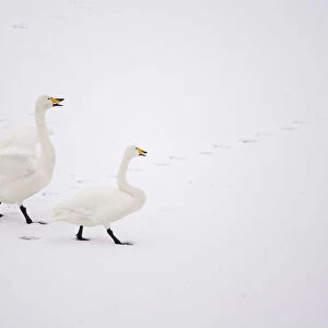 Whooper Swans (Cygnus cygnus) on snow, Caerlaverock WWT, Scotland, Solway, UK, January