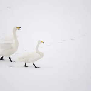Whooper Swans (Cygnus cygnus) on snow, Caerlaverock WWT, Scotland, Solway, UK, January Whooper Swans (Cygnus cygnus) on snow, Caerlaverock WWT, Scotland, Solway, UK, January
