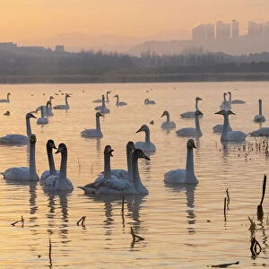 Whooper swans (Cygnus cygnus) at sunset, Sanmenxia, Henan province, China