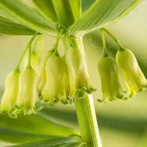 Whorled Solomon's Seal Print, England, UK Whorled Solomon's Seal Print, England, UK