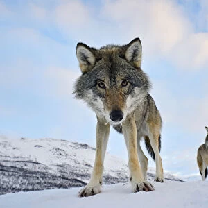 Wide angle close-up of two European grey wolves (Canis lupus), captive, Norway, February