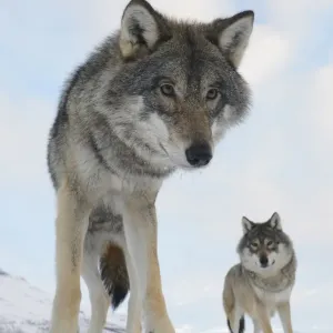 Wide angle close-up of two European grey wolves (Canis lupus), captive, Norway, February Wide angle close-up of two European grey wolves (Canis lupus), captive, Norway, February