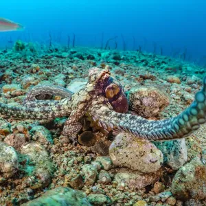 Wide angle macro photo of an algae octopus (Abdopus aculeatus Wide angle macro photo of an algae octopus (Abdopus aculeatus