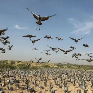 Wide angle view of Demoiselle cranes (Anthropoides virgo) landing in chugga ghar