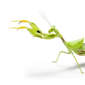 Wide-armed mantis (Cilnia humeralis) reaching out, photographed on a white background