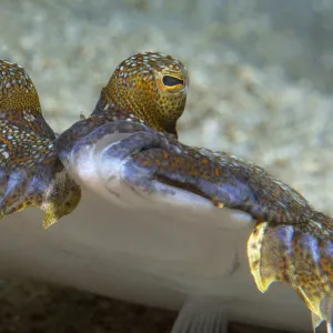 Wide-eyed flounder (Bothus podas) portrait showing eyes above head, Tenerife