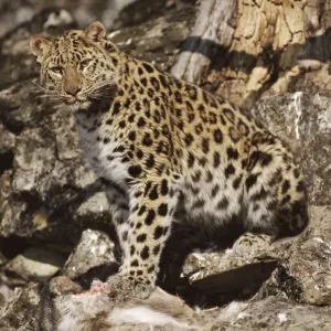 Wild Amur leopard with kill near den Print Wild Amur leopard with kill near den Print