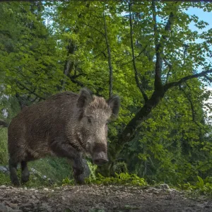 Wild Boar Print, Camera Trap Image Wild Boar Print, Camera Trap Image