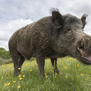 Wild boar (Sus scrofa), captive, UK, June