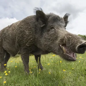 Pigs