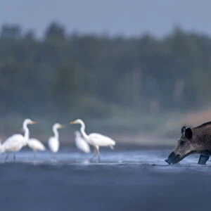 Wild boar (Sus scrofa) crossing drying pond with Great white egret (Ardea alba