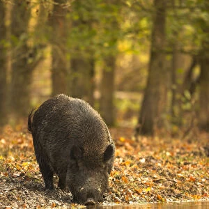 Wild Boar (Sus scrofa) drinking from woodland pool. Holland, Europe, November