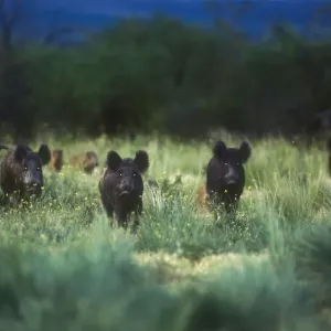 Wild Boar Eyes Print at Dusk in La Pampa, Argentina Wild Boar Eyes Print at Dusk in La Pampa, Argentina