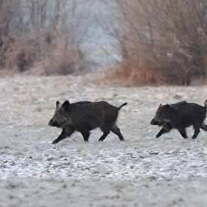 Wild Boar (Sus scrofa) family walking across frosty field. Vosges, France, January
