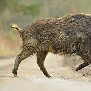 Wild boar (Sus scrofa) female crossing forest track, Forest of Dean, Gloucestershire, UK, March