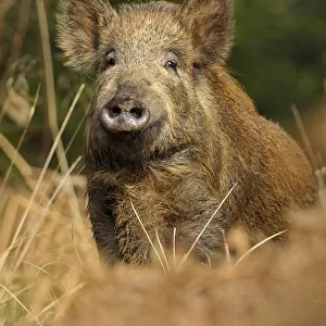 Wild boar (Sus scrofa) female, Forest of Dean, Gloucestershire, UK, March