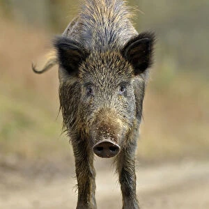 Wild boar (Sus scrofa) female on forest track, Forest of Dean, Gloucestershire, UK, March