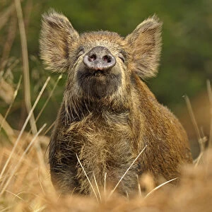 Wild boar (Sus scrofa) female in woodland undergrowth sniffling air for scent of human