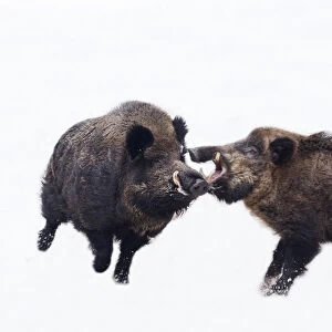 Wild Boar (Sus scrofa) males fighting in snow. The Netherlands, January