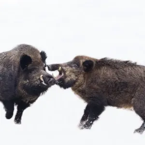 Wild Boar Males Fighting in Snow Print Wild Boar Males Fighting in Snow Print