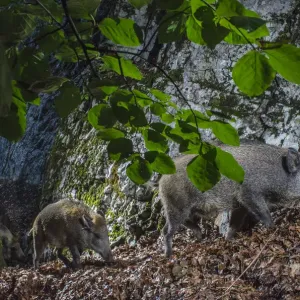 Wild Boar Mother and Piglets Print, Camera Trap Image Wild Boar Mother and Piglets Print, Camera Trap Image