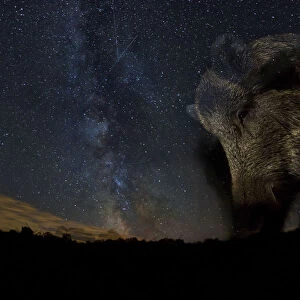 Wild boar (Sus scrofa) at night with the milky way in the background, Gyulaj, Tolna, Hungary