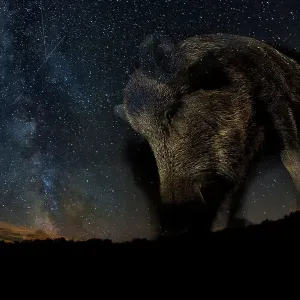 Wild boar at night print, a photograph of a wild boar under the milky way Wild boar at night print, a photograph of a wild boar under the milky way