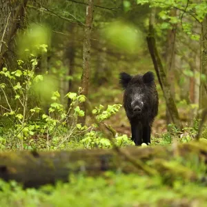 Wild boar in Lithuanian forest Print Wild boar in Lithuanian forest Print