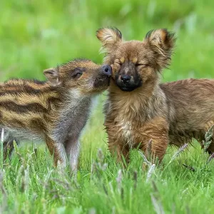 Wild boar (Sus scrofa) piglet nuzzling a dog, La Pampa province, Patagonia, Argentina. Captive Wild boar (Sus scrofa) piglet nuzzling a dog, La Pampa province, Patagonia, Argentina. Captive