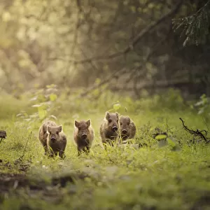 Wild boar (Sus scrofa) piglets (known as humbugs ) in woodland clearing