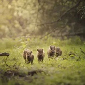 Wild boar piglets in woodland clearing Print Wild boar piglets in woodland clearing Print