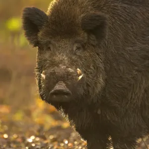 Wild Boar Portrait Print, Holland Wild Boar Portrait Print, Holland