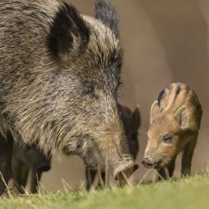 Wild boar (Sus scrofa) sow with piglets. Forest of Dean, Gloucestershire, England, UK