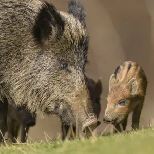 Wild boar (Sus scrofa) sow with piglets. Forest of Dean, Gloucestershire, England, UK