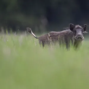 Wild boar (Sus scrofa) Vosges, France, July