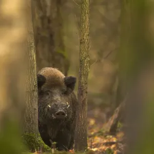 Wild Boar Print in Woodland Landscape, Holland Wild Boar Print in Woodland Landscape, Holland
