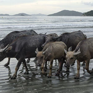 Wild buffalos (Bubalus arnee) on beach in Pui O, Lantau Island, Hong Kong, China
