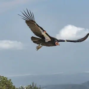 Wild California condor (Gymnogyps californianus) in flight, with wing tag and transmitter Wild California condor (Gymnogyps californianus) in flight, with wing tag and transmitter