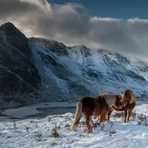 Print of Two Wild Carneddau Ponies in Snowy Landscape Print of Two Wild Carneddau Ponies in Snowy Landscape