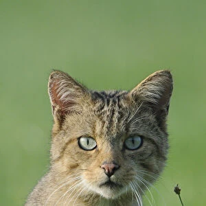 Wild Cat (Felis silvestris) portrait. Vosges, France, August