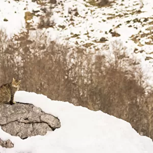 Wild cat (Felis silvestris) sitting on rock surrounded by snow, Cantabrian Mountains