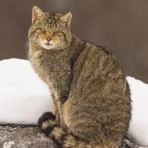 Gato silvestre (Felis silvestris) sentado en una roca con nieve, Montes de Cantabria, España. Gato silvestre (Felis silvestris) sentado en una roca con nieve, Montes de Cantabria, España.