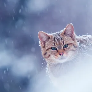 Wild cat in snowstorm, Germany Print