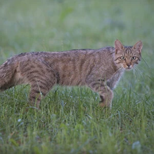 Wild cat (Felis silvestris) walking, Codrii Forest Reserve, Moldova, June