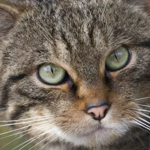 Wild cat (Felis sylvestris) portrait, part of captive breeding project at Alladale Estate