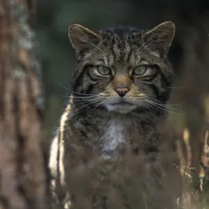 Wild cat in pine forest {Felis silvestris} Cairngorms NP, Scotland, UK