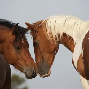 Wild Chincoteague (Equus caballus) two breeding stallions greeting one another